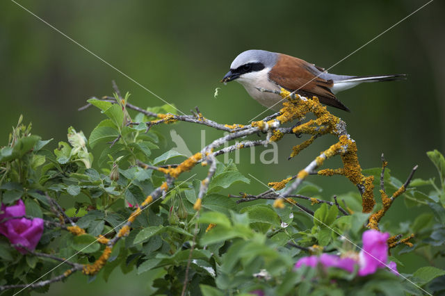 Grauwe Klauwier (Lanius collurio)