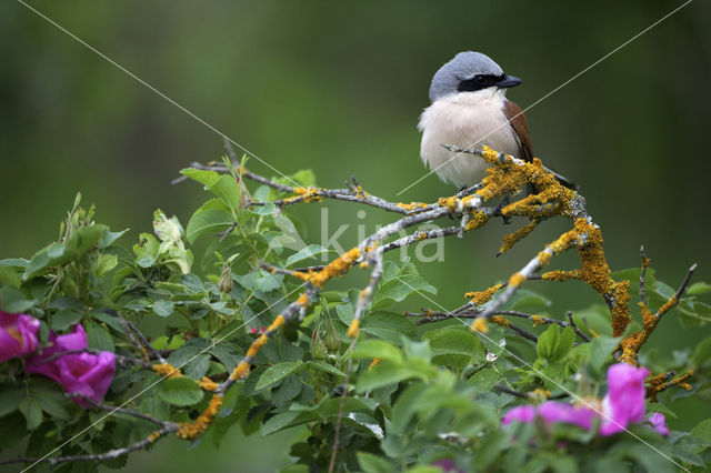 Red-backed Shrike (Lanius collurio)