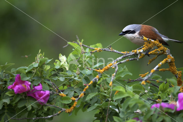 Red-backed Shrike (Lanius collurio)