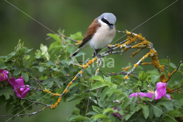 Grauwe Klauwier (Lanius collurio)