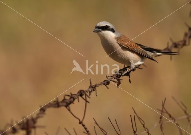 Grauwe Klauwier (Lanius collurio)