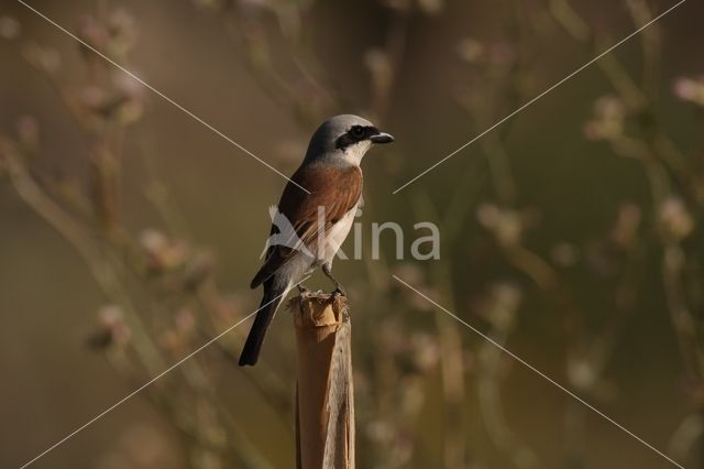 Grauwe Klauwier (Lanius collurio)