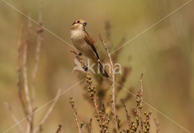 Red-backed Shrike (Lanius collurio)