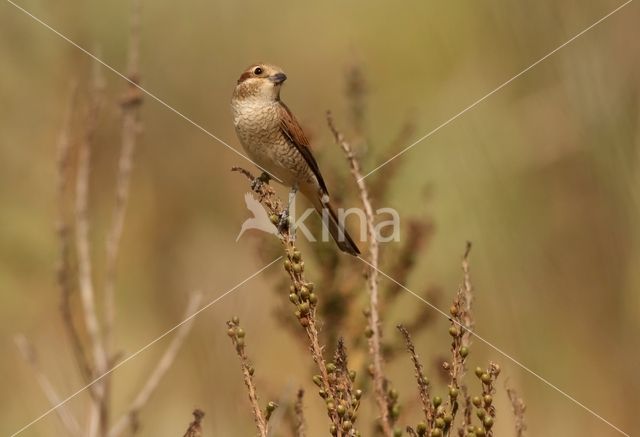 Grauwe Klauwier (Lanius collurio)