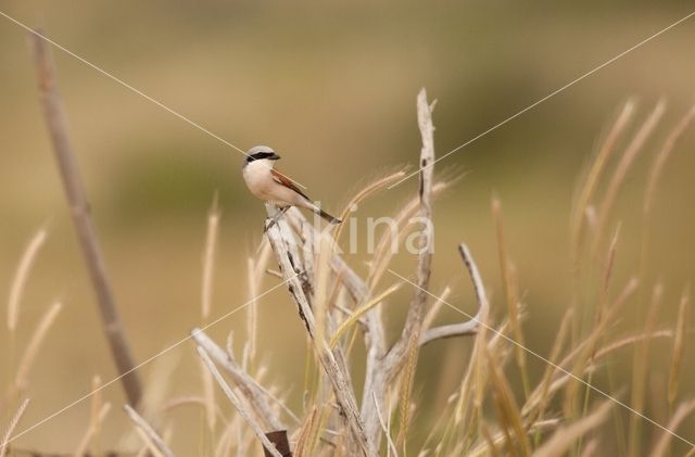 Red-backed Shrike (Lanius collurio)