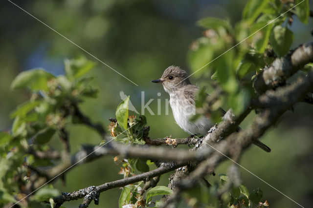 Grauwe Vliegenvanger (Muscicapa striata)