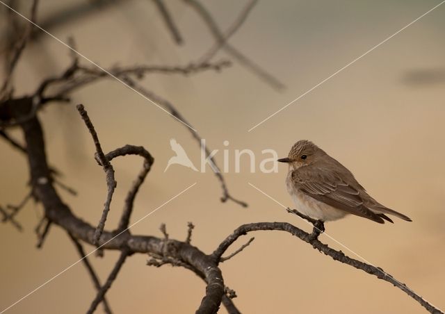 Grauwe Vliegenvanger (Muscicapa striata)