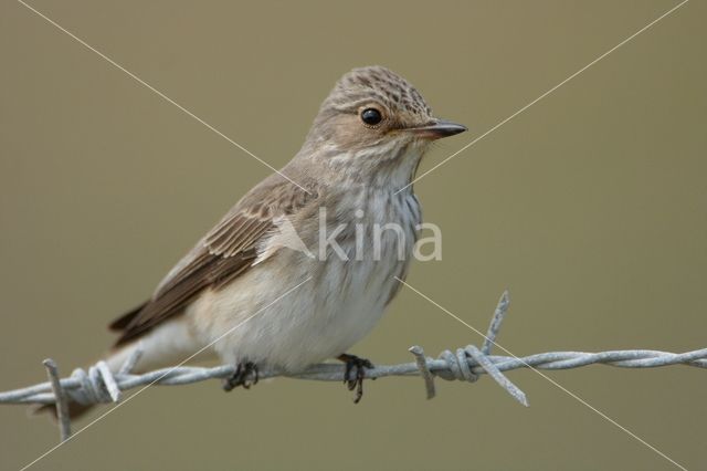 Grauwe Vliegenvanger (Muscicapa striata)