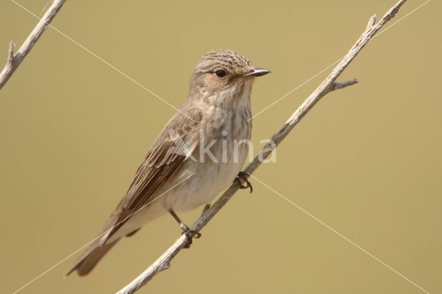 Grauwe Vliegenvanger (Muscicapa striata)