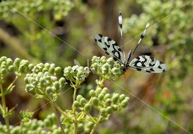 Grecian Streamertail (Nemoptera coa)