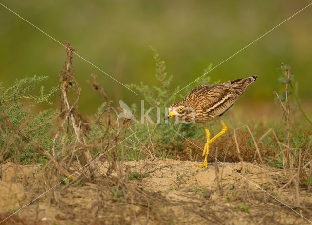 Eurasian Thick-knee (Burhinus oedicnemus)