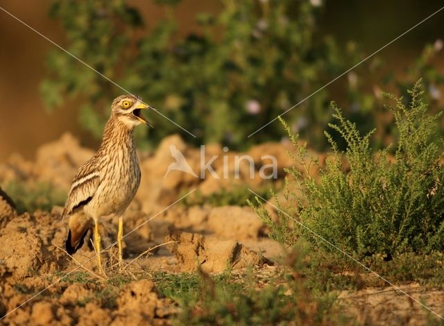 Eurasian Thick-knee (Burhinus oedicnemus)