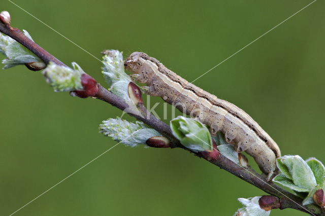 Kleine huismoeder (Noctua interjecta)