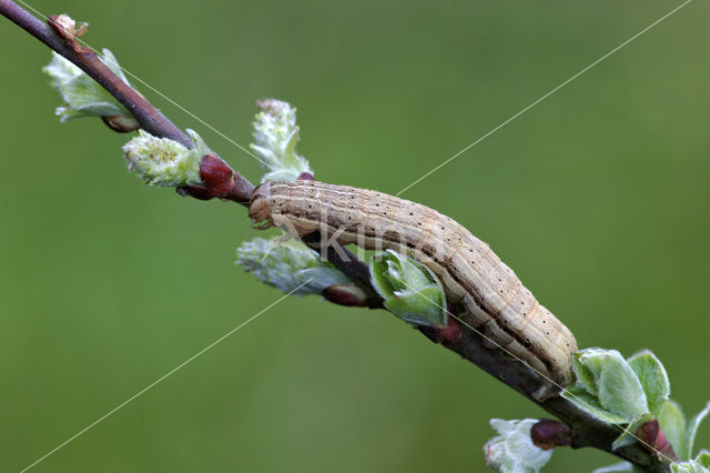 Kleine huismoeder (Noctua interjecta)