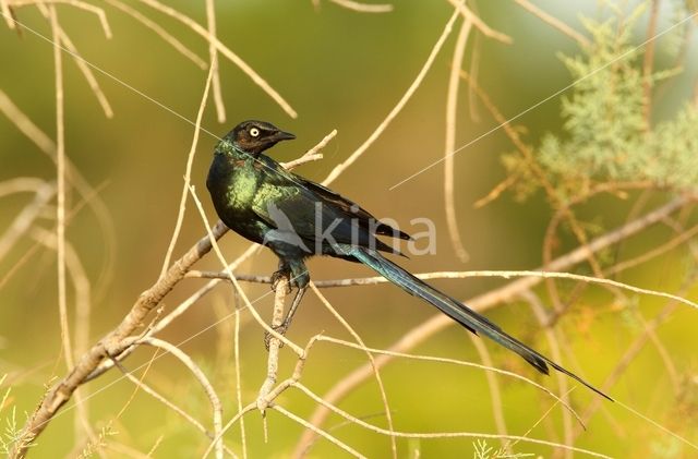 groene langstaartglansspreeuw (Lamprotornis caudatus)