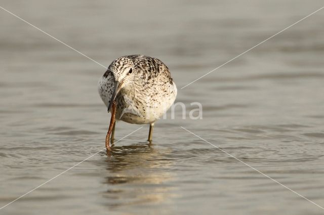 Common Greenshank (Tringa nebularia)