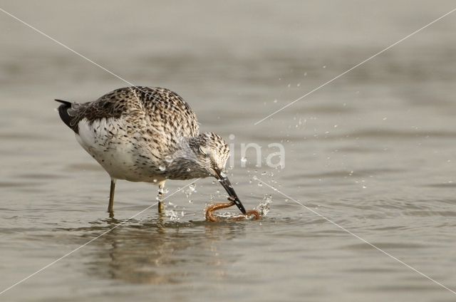 Common Greenshank (Tringa nebularia)