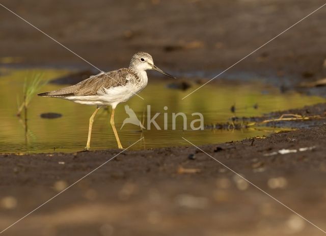 Common Greenshank (Tringa nebularia)