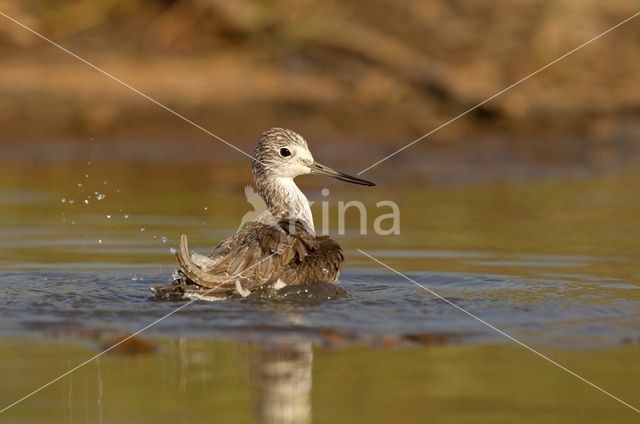 Common Greenshank (Tringa nebularia)