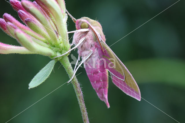 Groot avondrood (Deilephila elpenor)