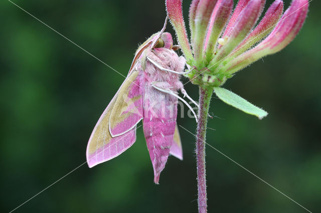 Groot avondrood (Deilephila elpenor)