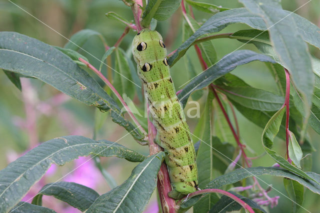 Elephant Hawk-moth (Deilephila elpenor)