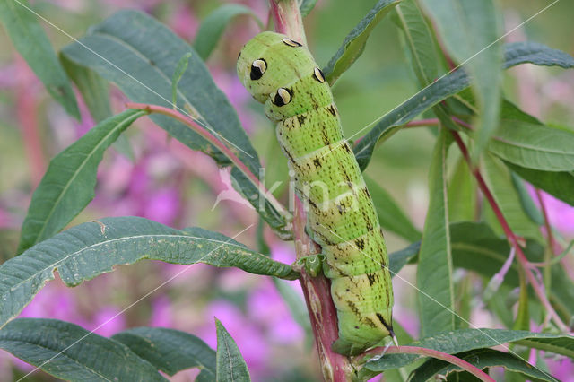 Groot avondrood (Deilephila elpenor)