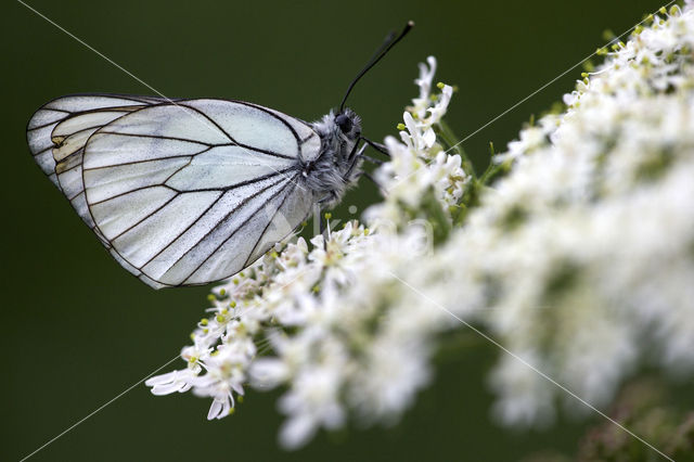 Groot geaderd witje (Aporia crataegi)