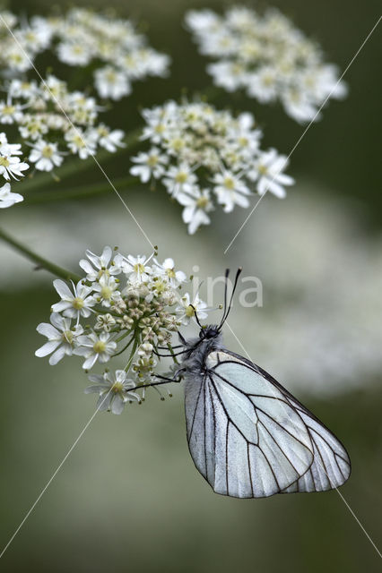 Black-veined White (Aporia crataegi)