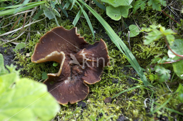 Grote aderbekerzwam (Disciotis venosa)