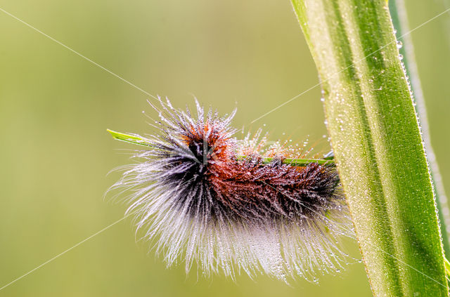 Garden Tiger (Arctia caja)