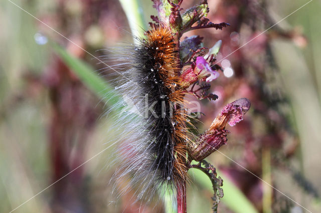 Garden Tiger (Arctia caja)