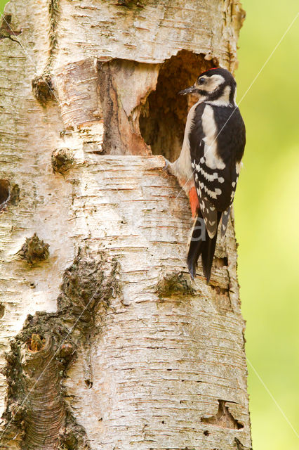 Grote Bonte Specht (Dendrocopos major)