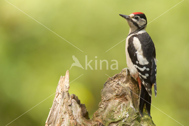 Grote Bonte Specht (Dendrocopos major)