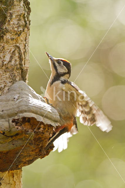 Grote Bonte Specht (Dendrocopos major)