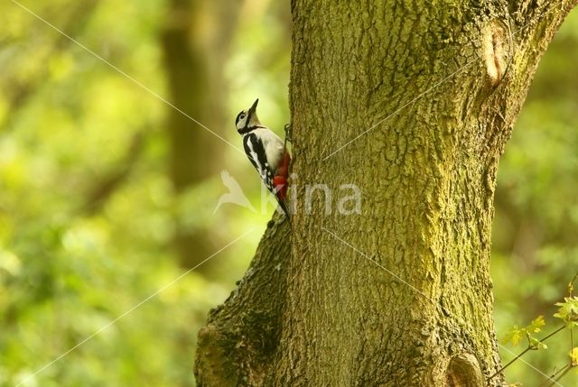 Great Spotted Woodpecker (Dendrocopos major)