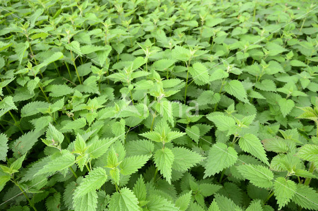 Grote brandnetel (Urtica dioica)