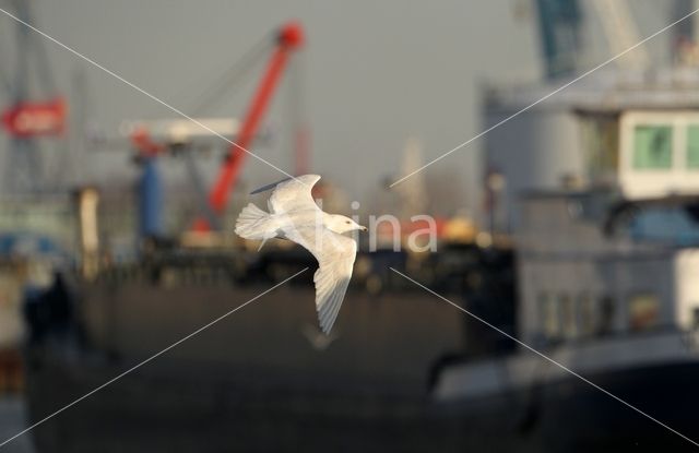 Glaucous Gull (Larus hyperboreus)