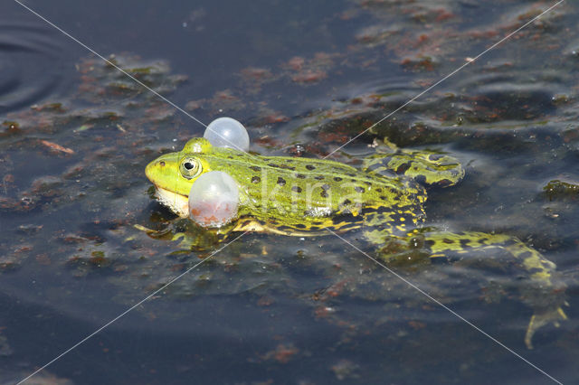 Grote groene kikker