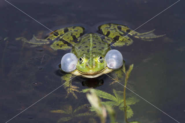 Grote groene kikker