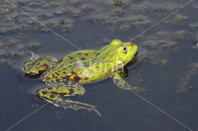 Grote groene kikker