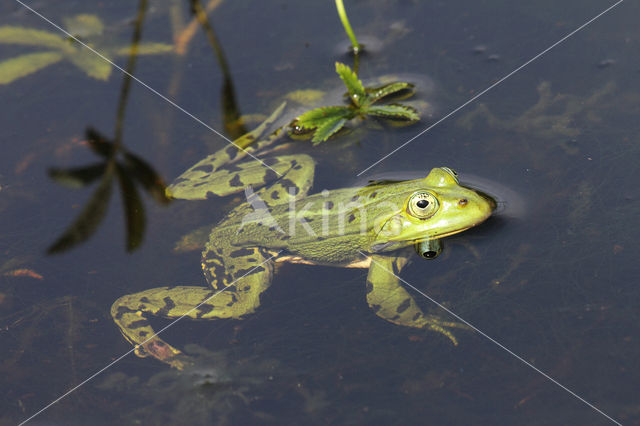 Grote groene kikker