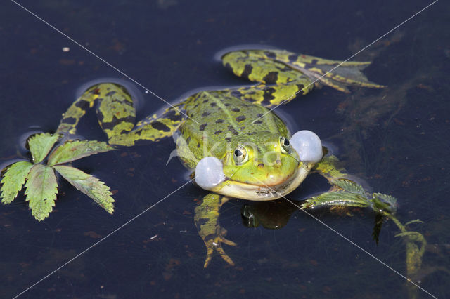 Grote groene kikker