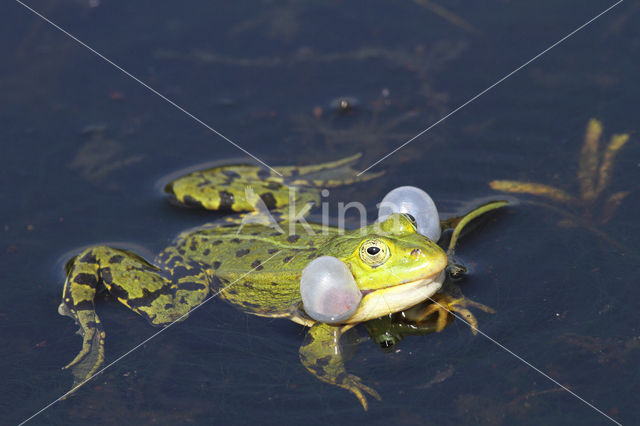 Grote groene kikker