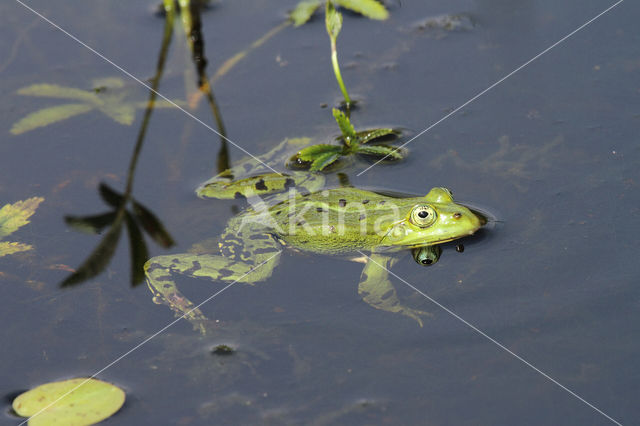 Lake Frog (Rana ridibunda