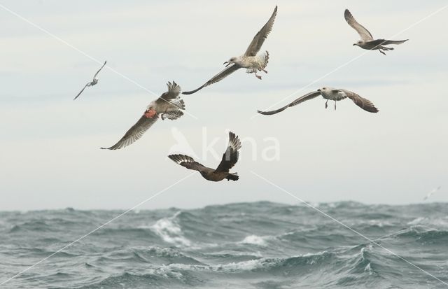 Great Skua (Stercorarius skua)