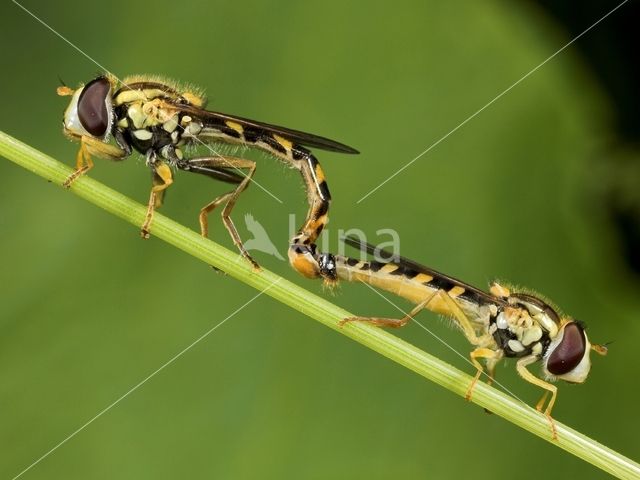 Grote langlijf (Sphaerophoria scripta)