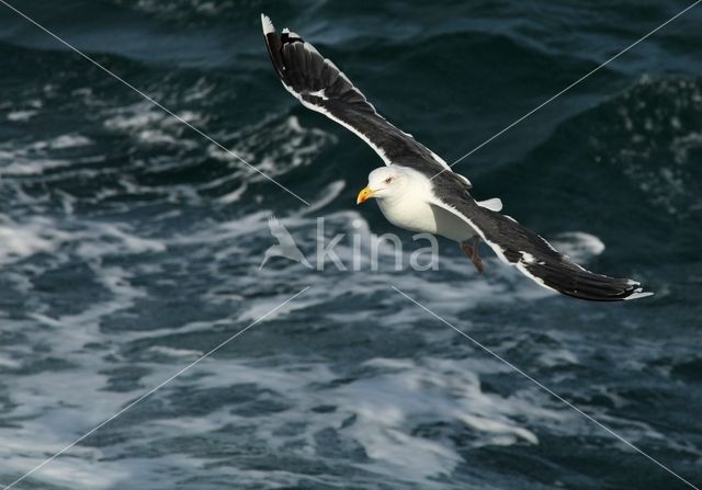 Grote Mantelmeeuw (Larus marinus)