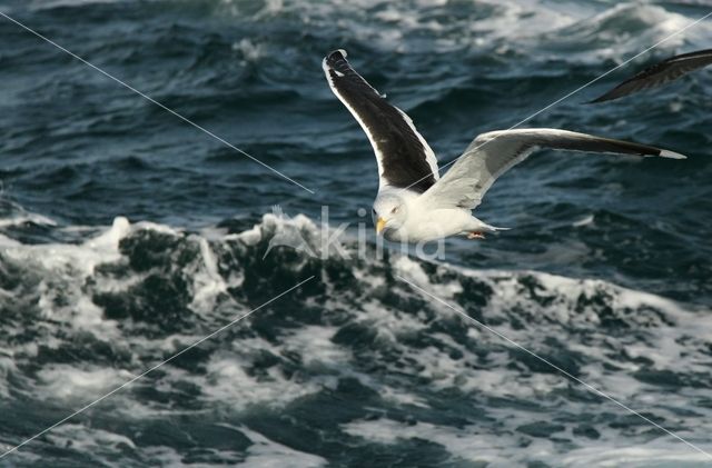 Great Black-backed Gull (Larus marinus)
