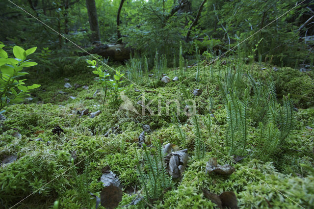 Grote wolfsklauw (Lycopodium clavatum)